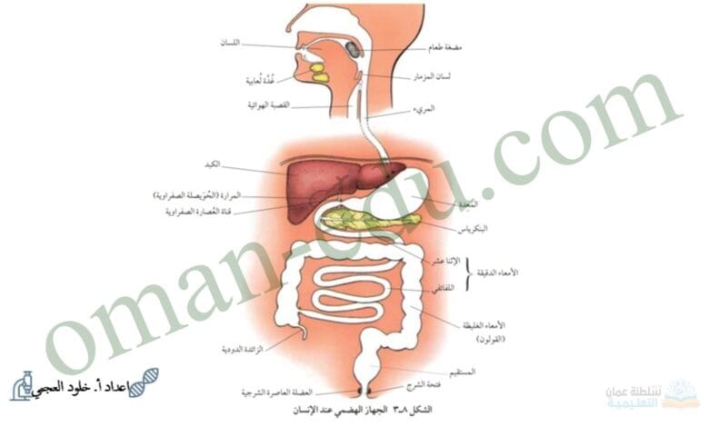 ملخص درس القناة الهضمية للصف التاسع